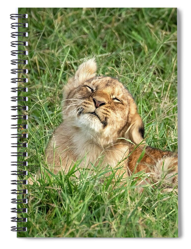 Cub Spiral Notebook featuring the photograph You lion cub, panthera leo, shakes his head. He is lying in the long grass of the Masai Mara by Jane Rix