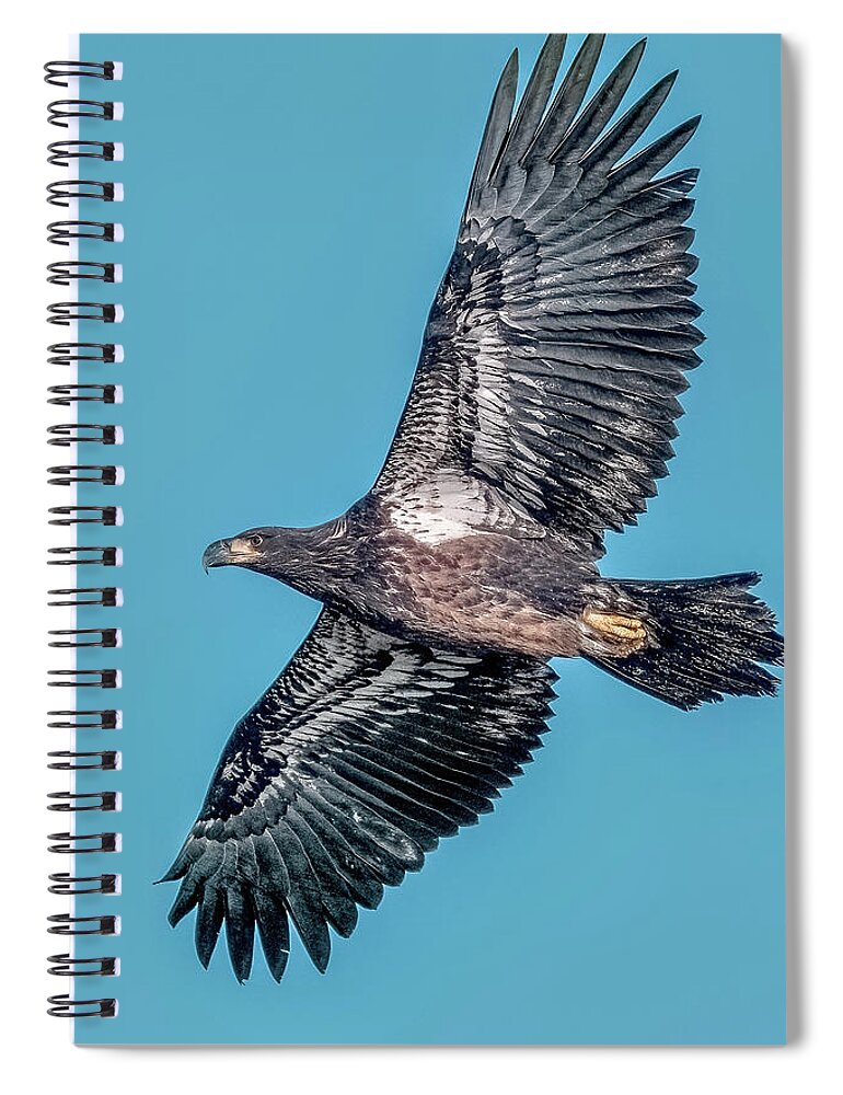 Young Bald Eagle Spiral Notebook featuring the photograph Young Bald Eagle by Timothy Anable