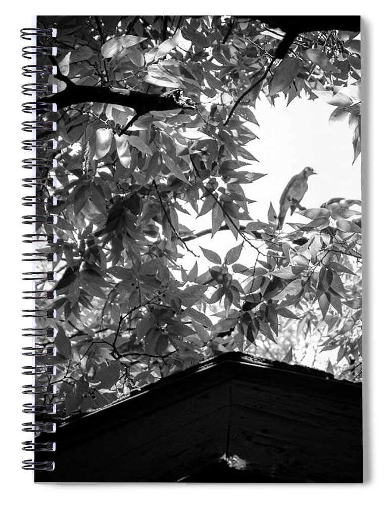 Bluejays Spiral Notebook featuring the photograph Young Bluejay with its Parent by W Craig Photography
