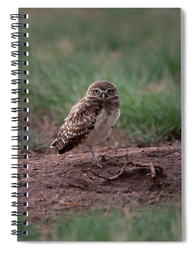 Burrowing Spiral Notebook featuring the photograph Young Burrowing owl on one Leg by Gary Langley