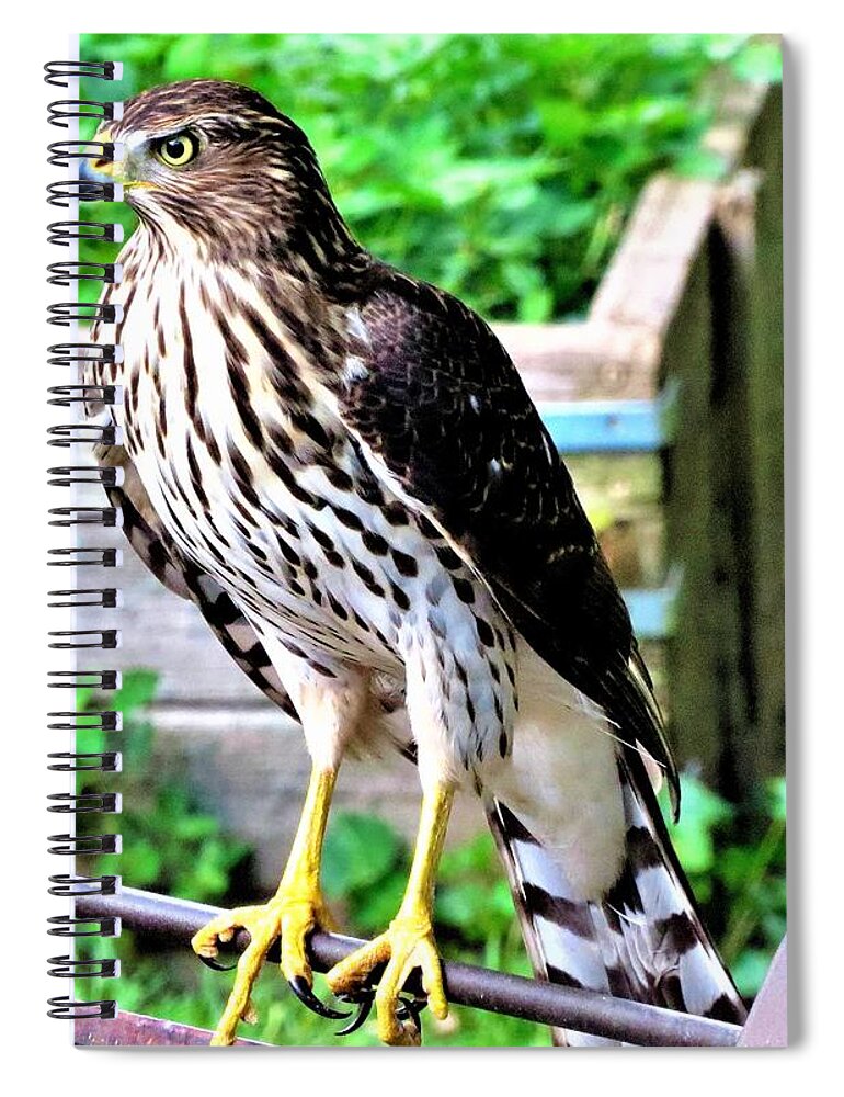 Birds Spiral Notebook featuring the photograph Young Cooper's Hawk Looking for Lunch by Linda Stern