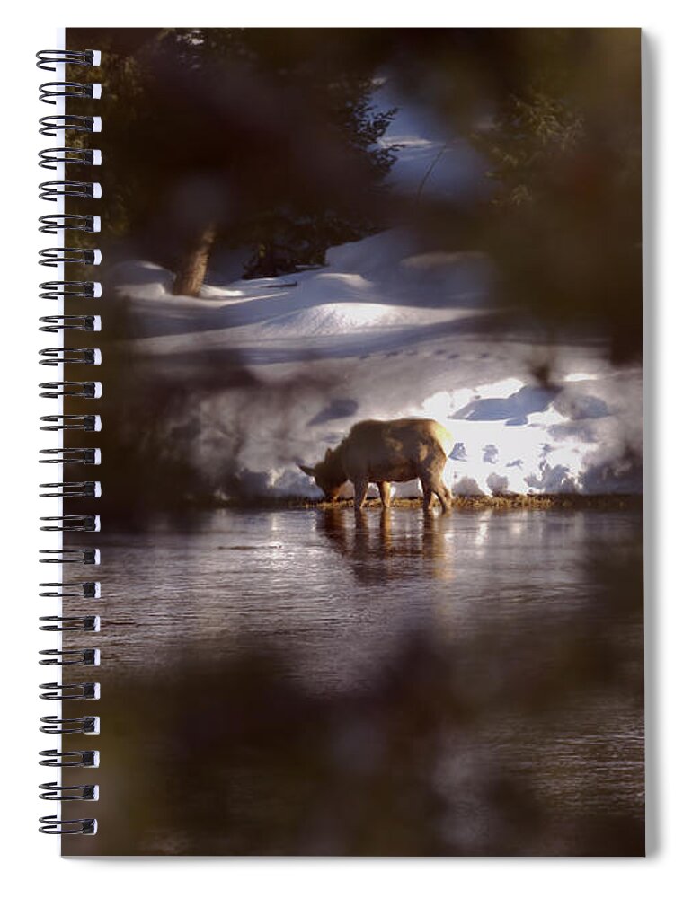 Elk Spiral Notebook featuring the photograph Young Elk Cow in River by Kae Cheatham
