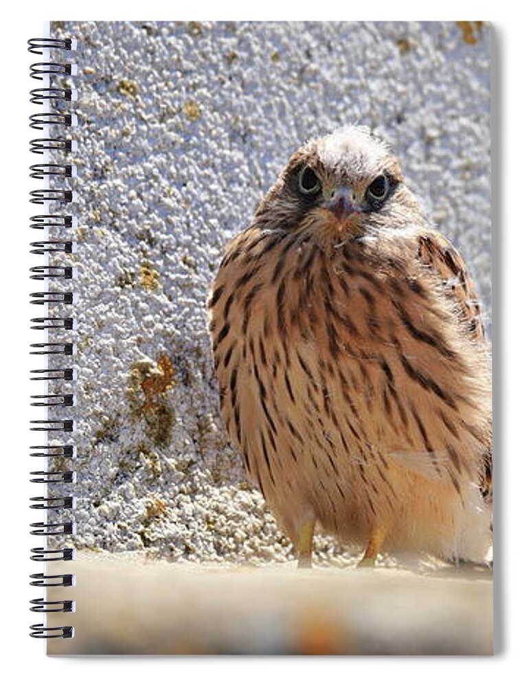 Calidris Spiral Notebook featuring the photograph Young Falcon kestrel by Frederic Bourrigaud