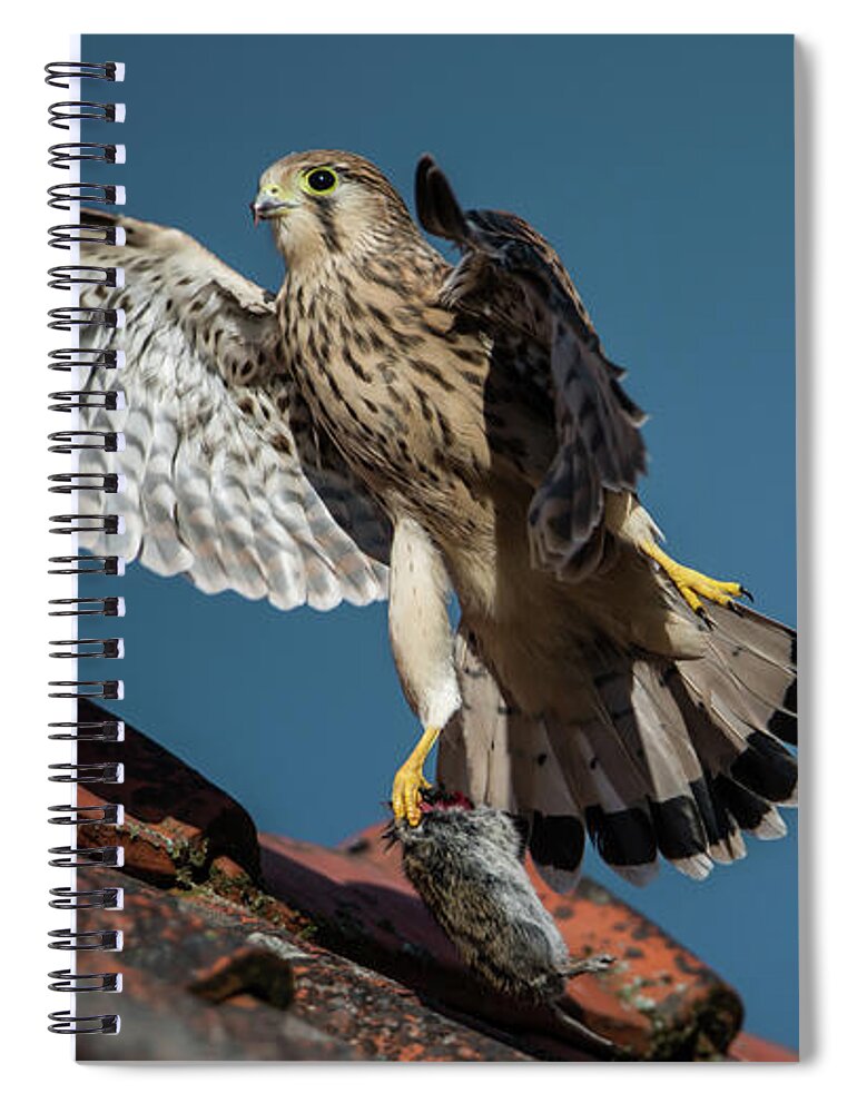 Young Kestrel Spiral Notebook featuring the photograph Young flying Kestrel with the prey in the claw by Torbjorn Swenelius