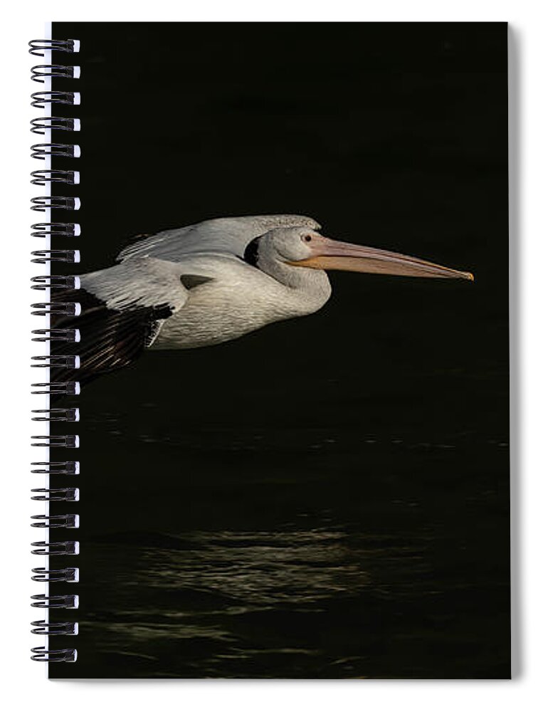 American White Pelican Spiral Notebook featuring the photograph Young Pelican 2016-8 by Thomas Young