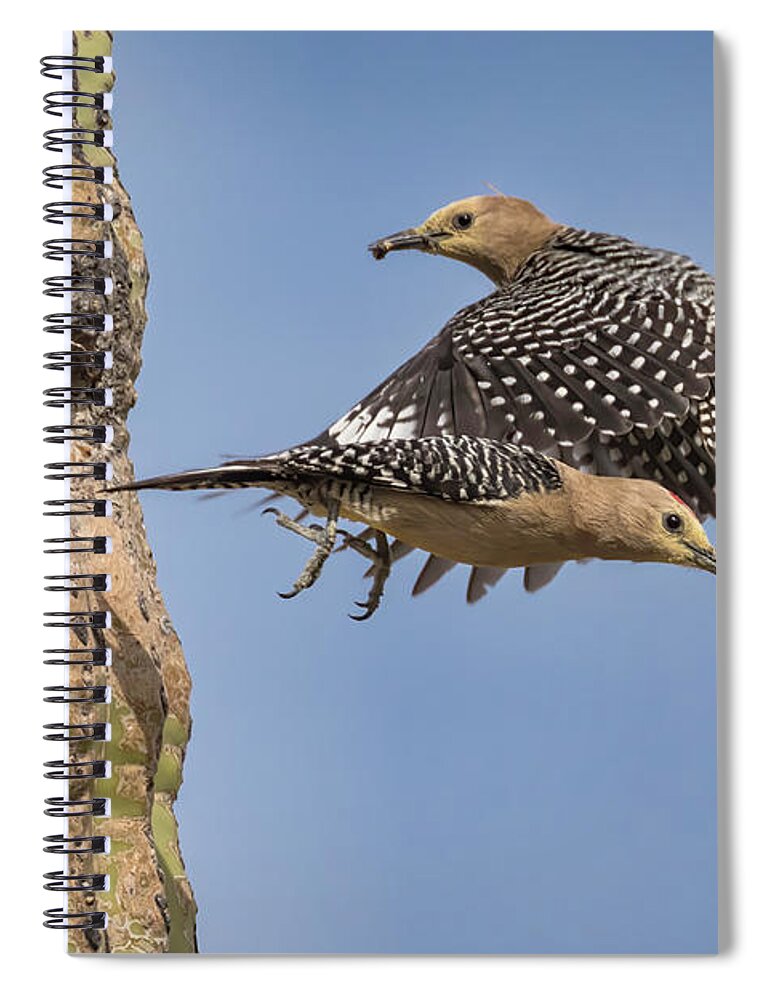 Gila Woodpecker Spiral Notebook featuring the photograph Your Turn by Jurgen Lorenzen