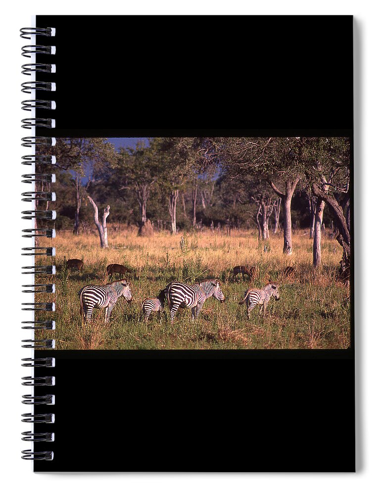 Africa Spiral Notebook featuring the photograph Zebra Family Landscape by Russ Considine