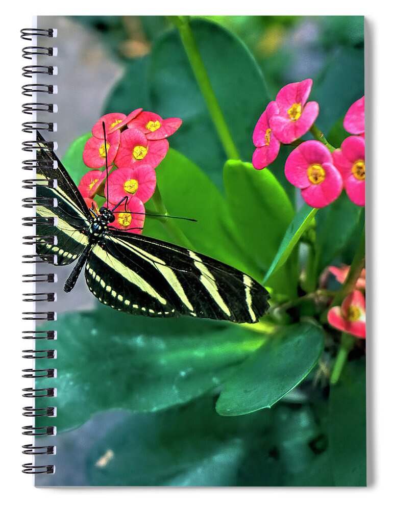Zebra Longwing Butterfly Spiral Notebook featuring the photograph Zebra Longwing Butterfly by Cathy Anderson