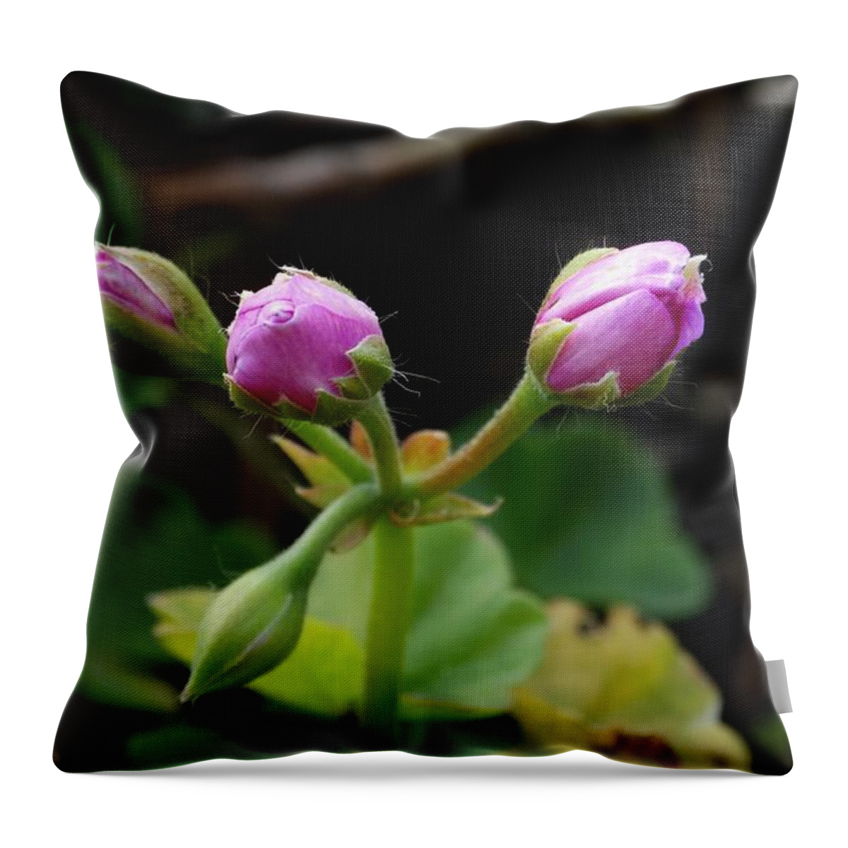 Ivy Geranium Throw Pillow featuring the photograph Bud Quartette  by J L Zarek