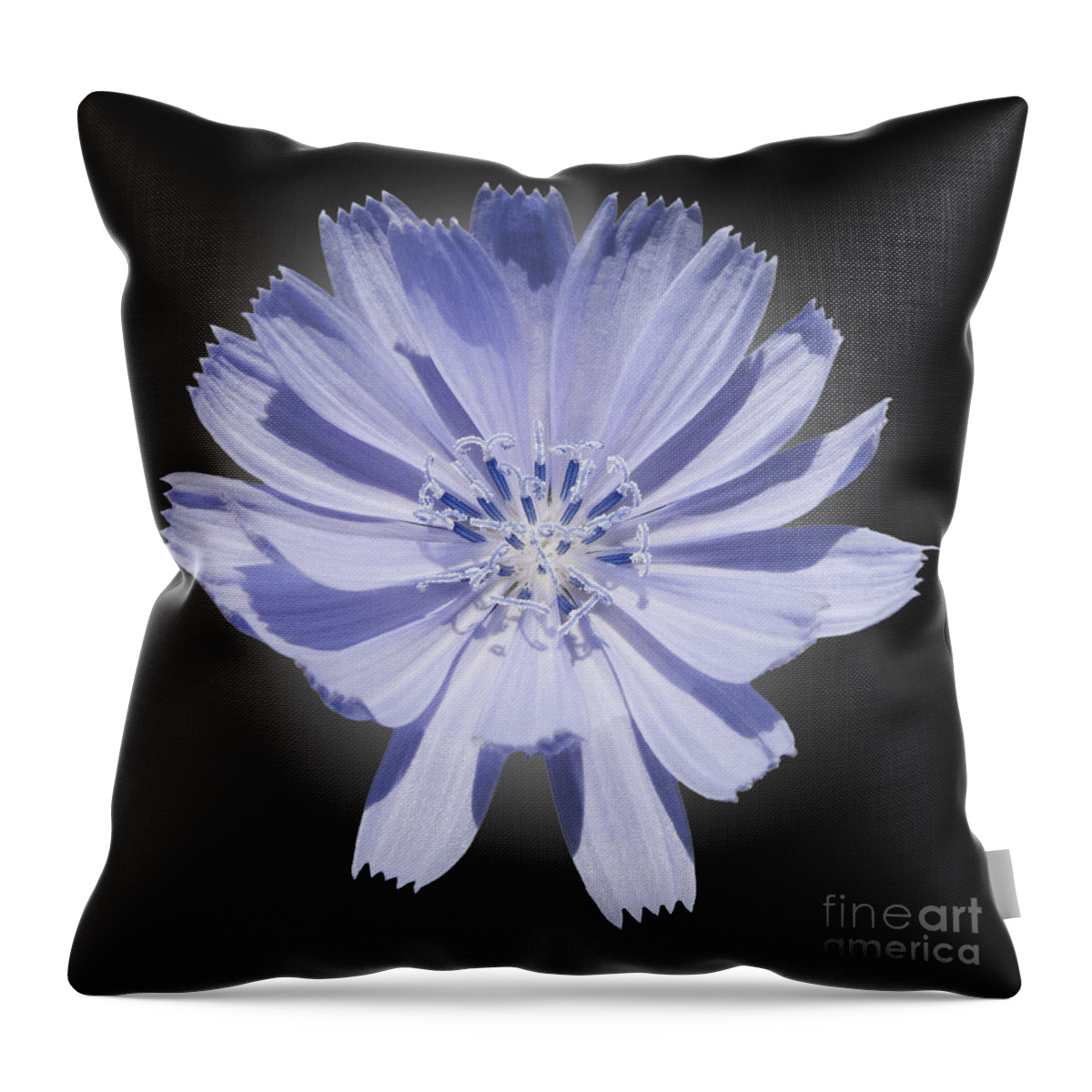 Blue. Cichorium Intybus Throw Pillow featuring the photograph Cichorium intybus by Tony Cordoza