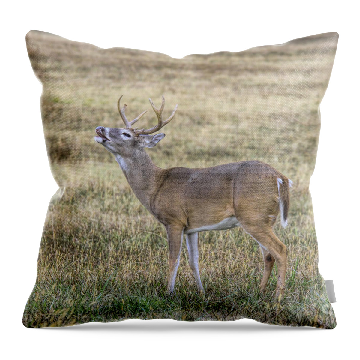 Deer Throw Pillow featuring the photograph Crooning Buck by Barbara Bowen