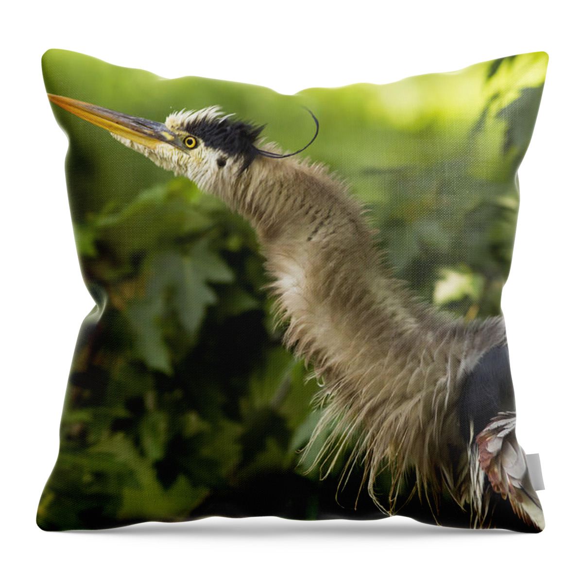 Grey Throw Pillow featuring the photograph Heron in Breeding Plumage by Mircea Costina Photography
