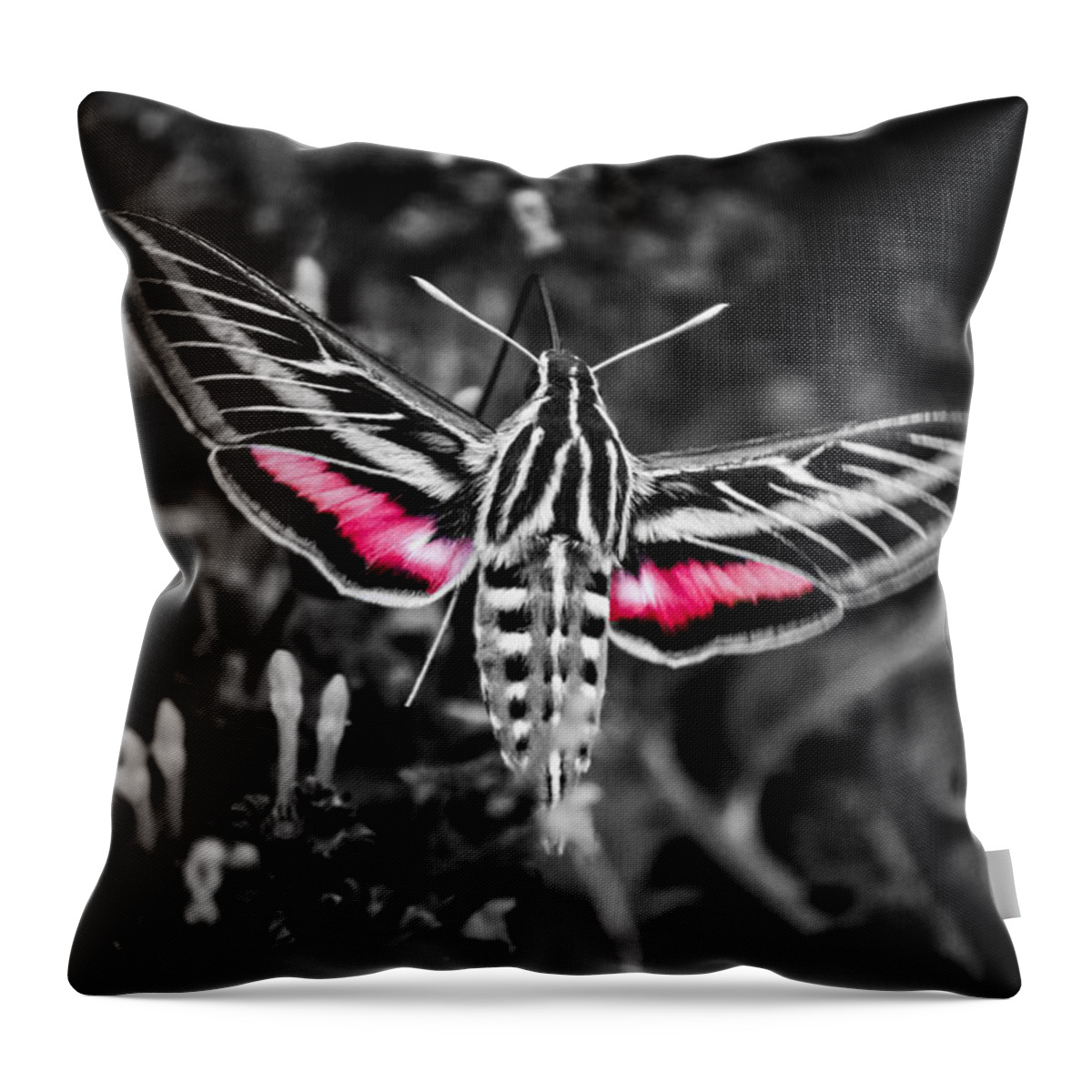  White-lined Sphinx Throw Pillow featuring the photograph Hummingbird Moth BW Print by Doug Long