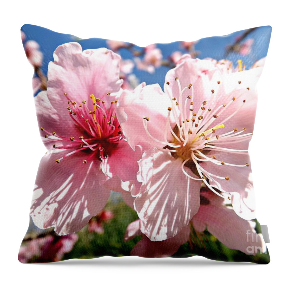 Peach Throw Pillow featuring the photograph Peach Blossom by Clare Bevan