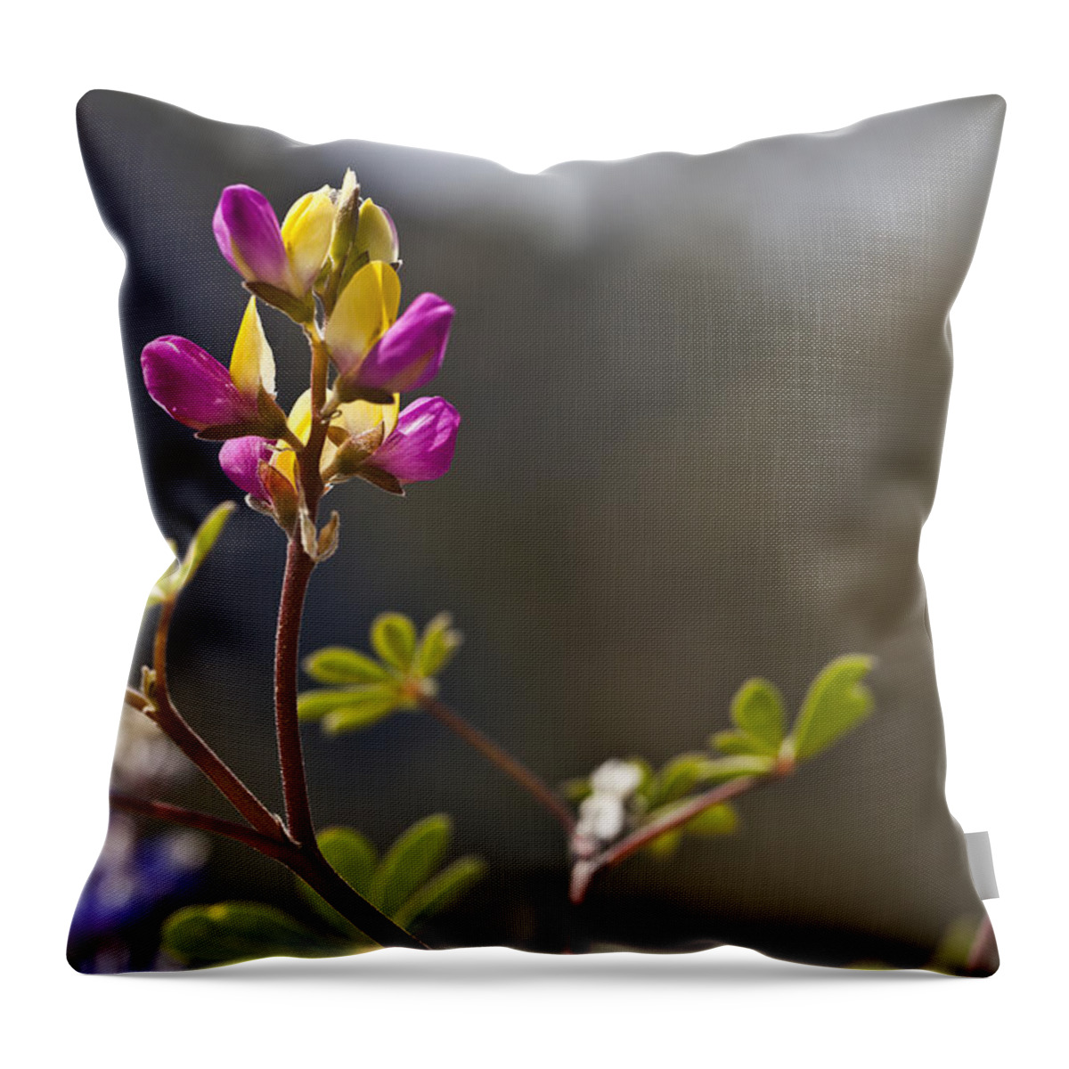 Scenery Throw Pillow featuring the photograph Right Side Up by Jon Glaser
