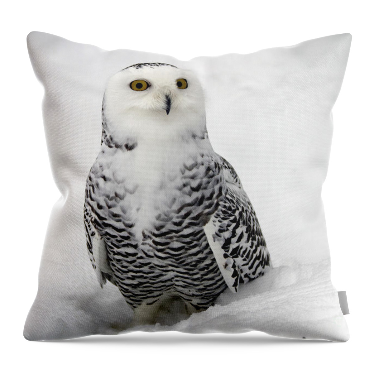 Snowy Owl Throw Pillow featuring the photograph Snowy Owl Bubo scandiacus by Lilach Weiss