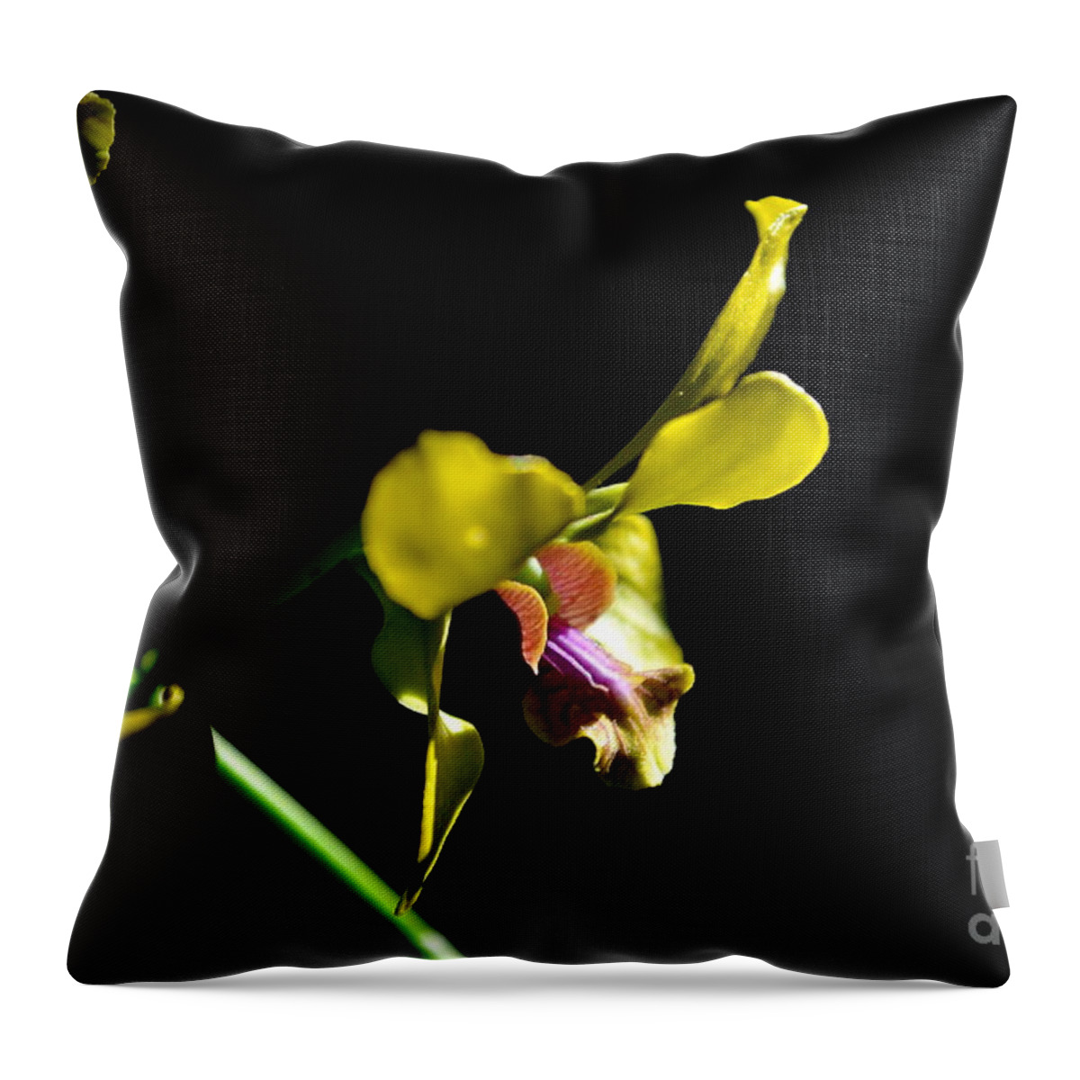 Nature Throw Pillow featuring the photograph Yellow Orchid by Michelle Meenawong