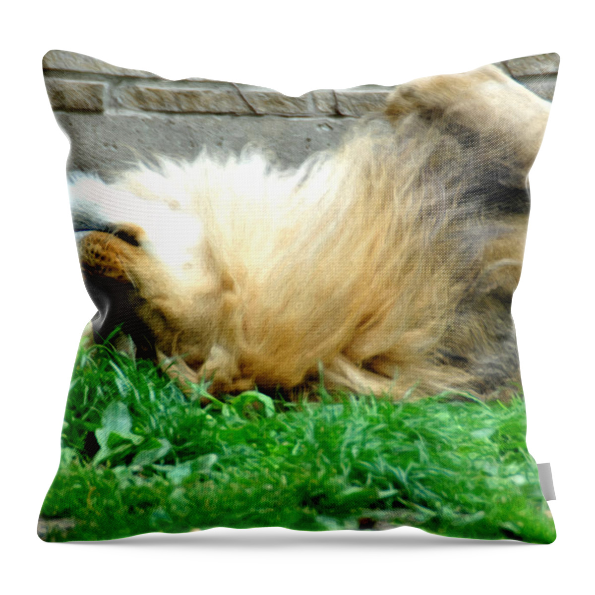 Lion Throw Pillow featuring the photograph 001 Lazy Boy at the Buffalo Zoo by Michael Frank Jr