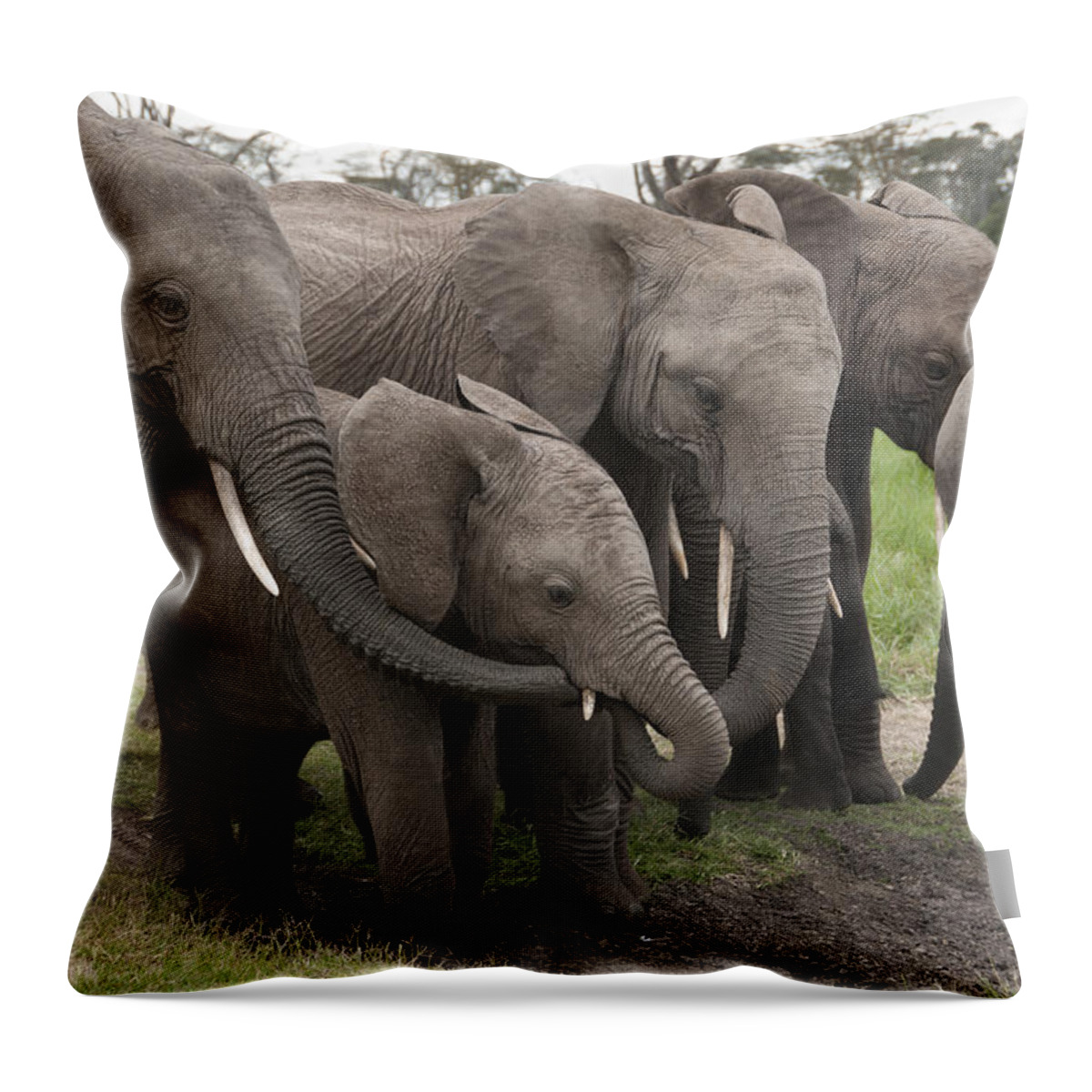 Feb0514 Throw Pillow featuring the photograph African Elephant Herd Grazing Kenya #1 by Tui De Roy