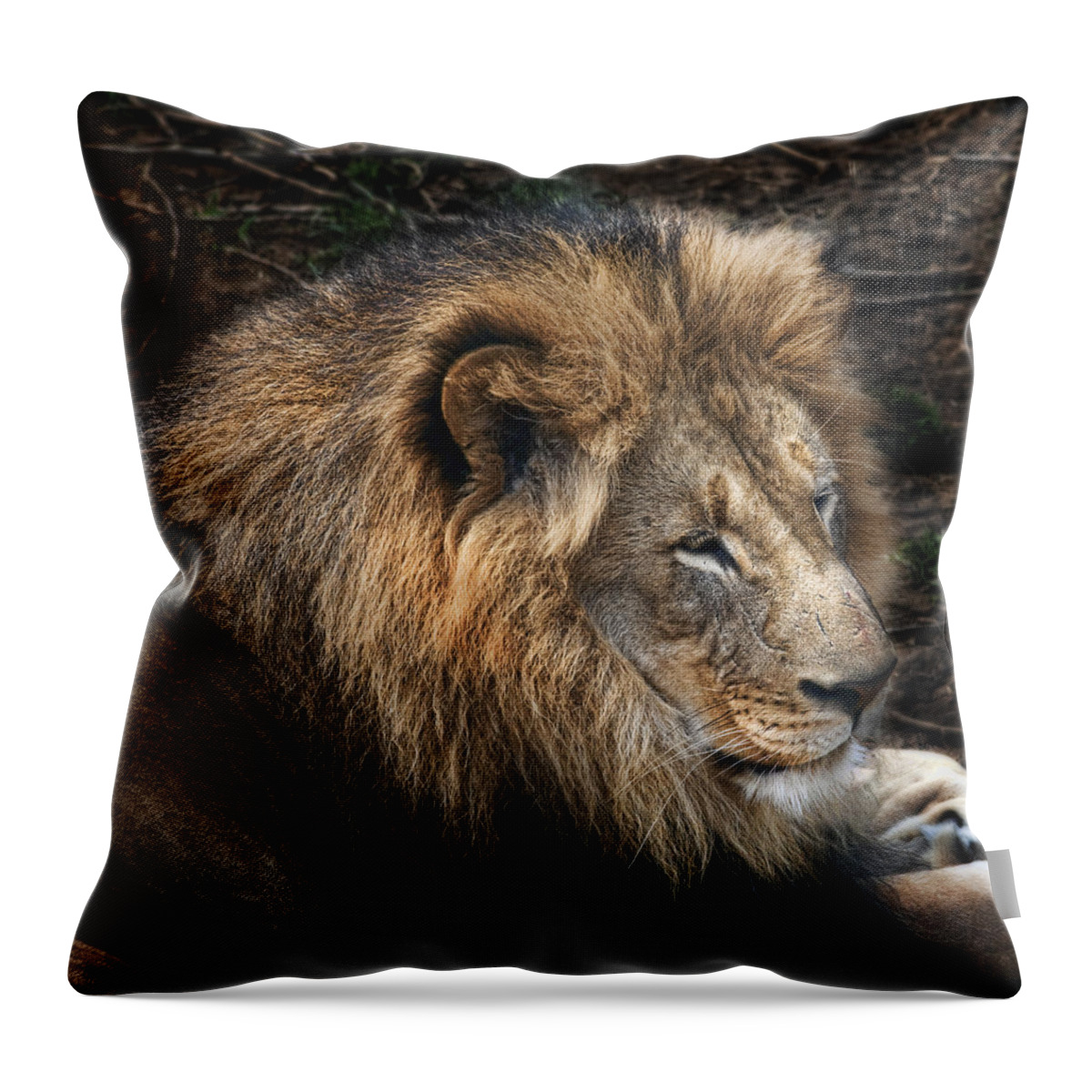 Lion Throw Pillow featuring the photograph African Lion #1 by Tom Mc Nemar