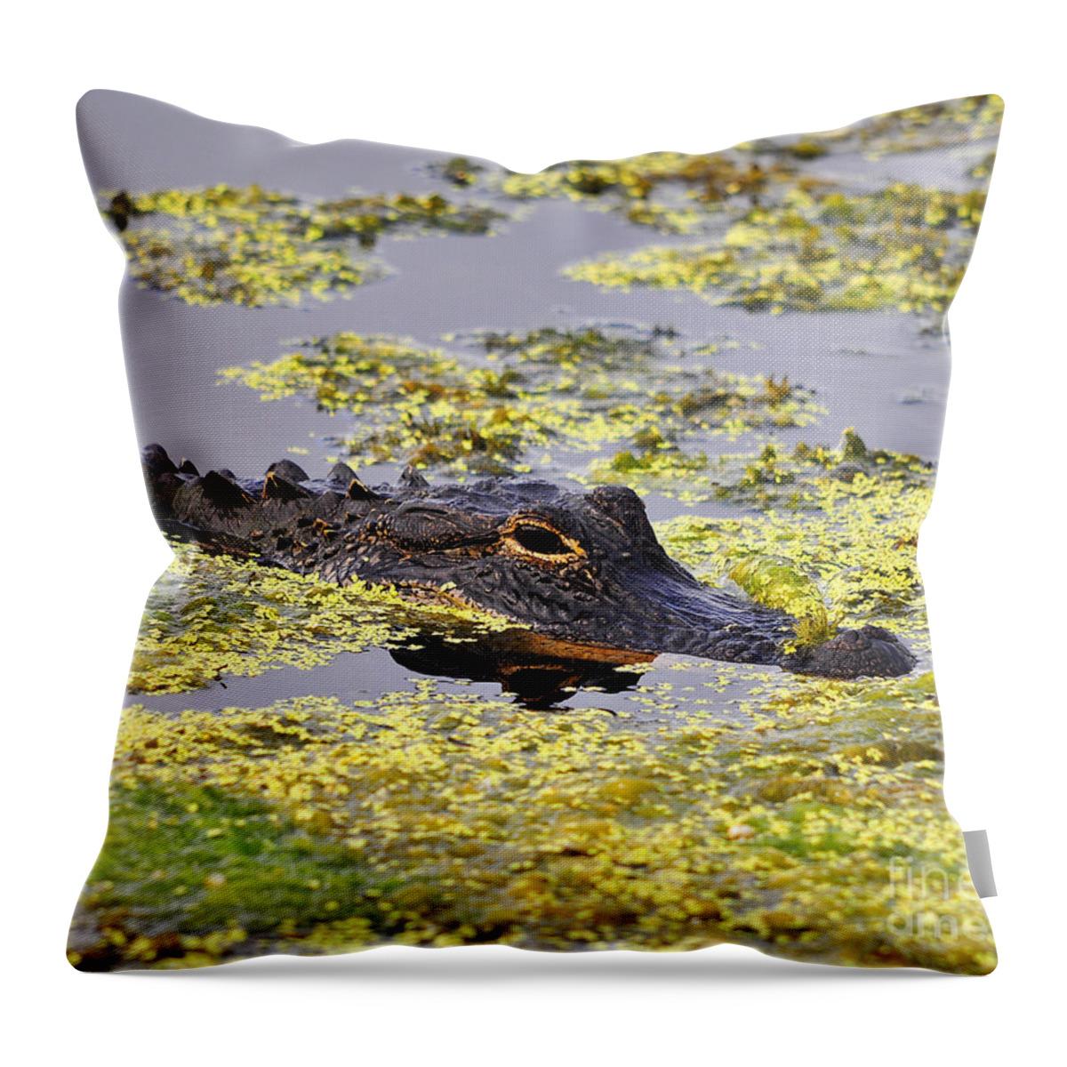 Alligator Throw Pillow featuring the photograph Alligator in Algae #1 by Al Powell Photography USA