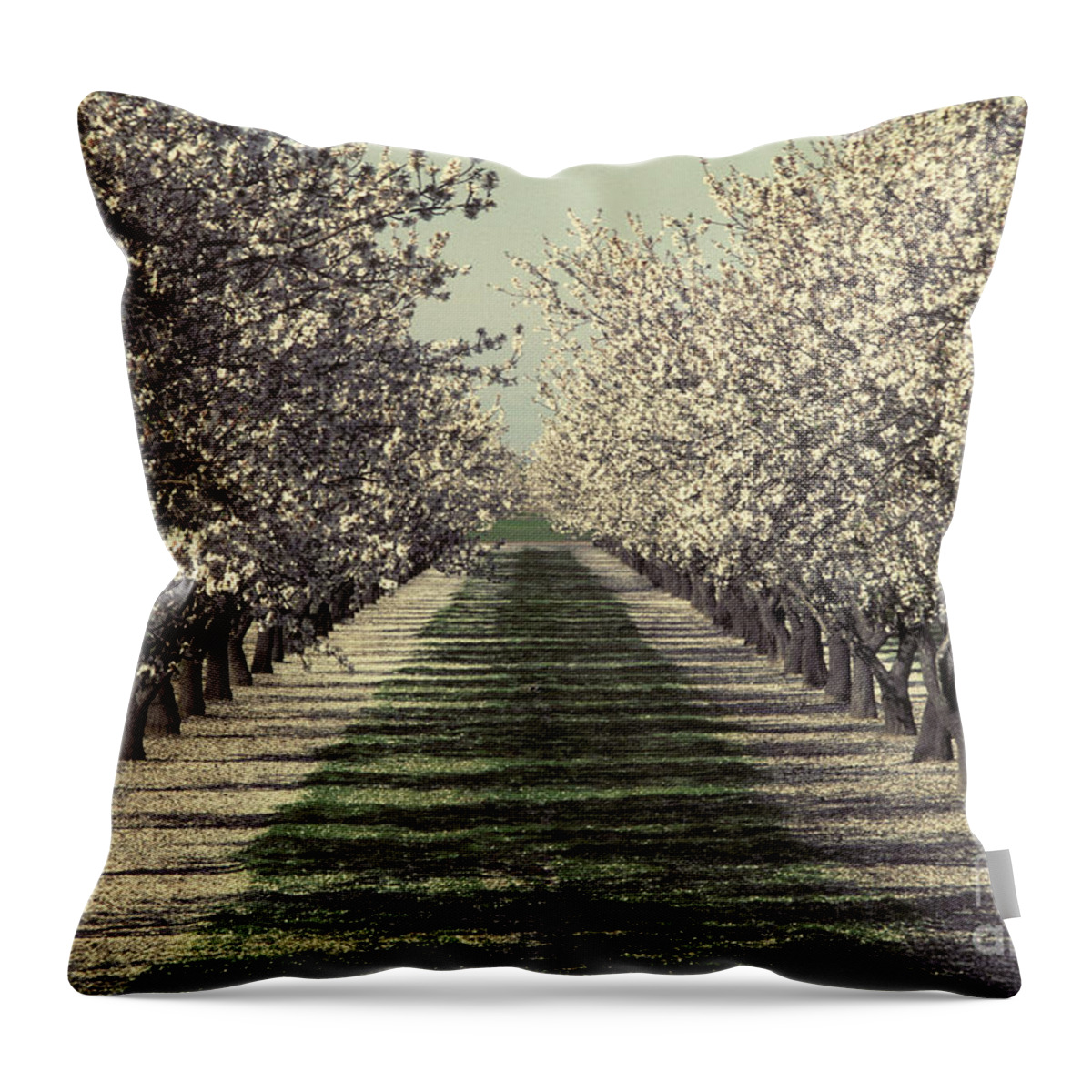 Plant Throw Pillow featuring the photograph Almond Orchard In Bloom #1 by Ron Sanford