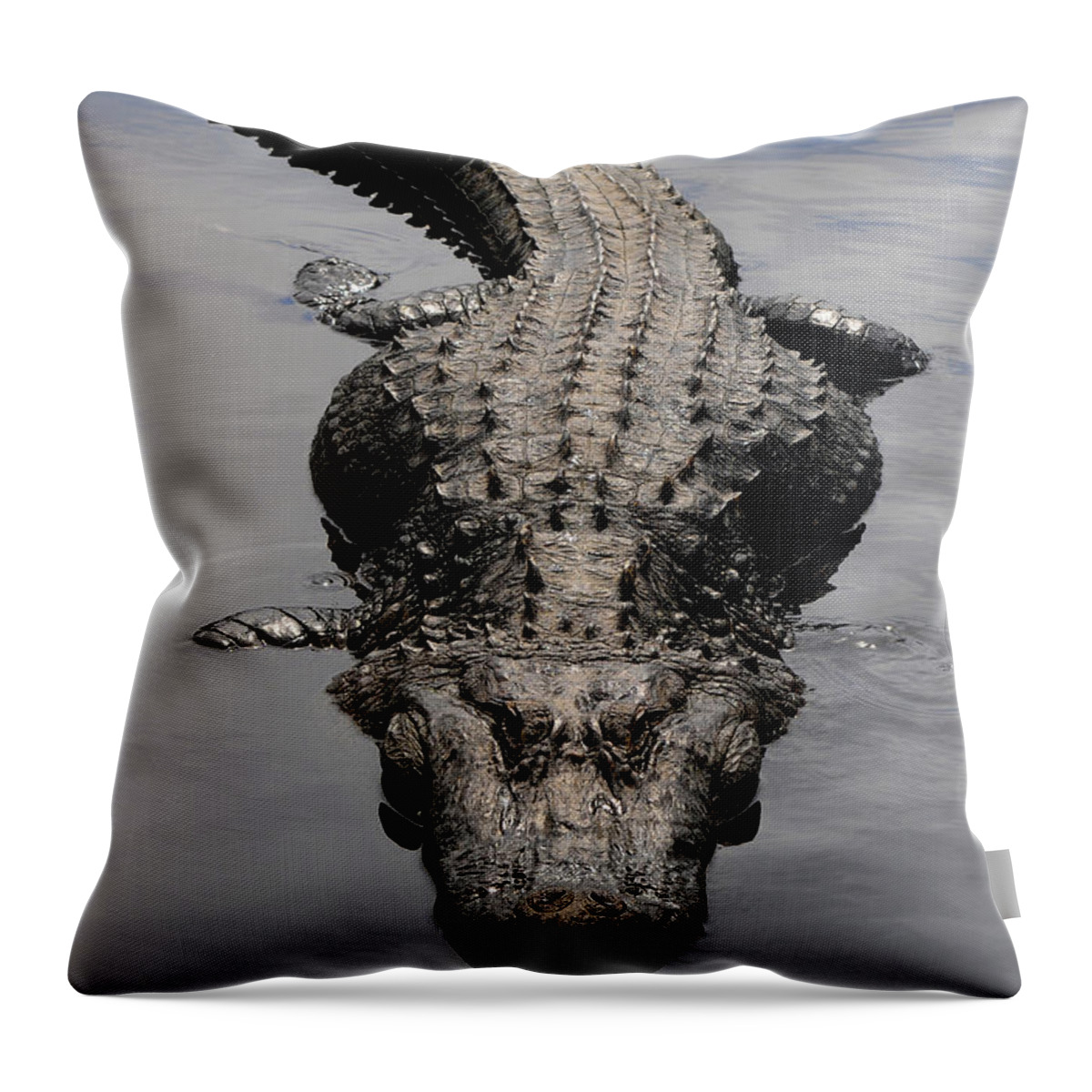 Alligator Mississippiensis Throw Pillow featuring the photograph American Alligator #1 by Theodore Clutter