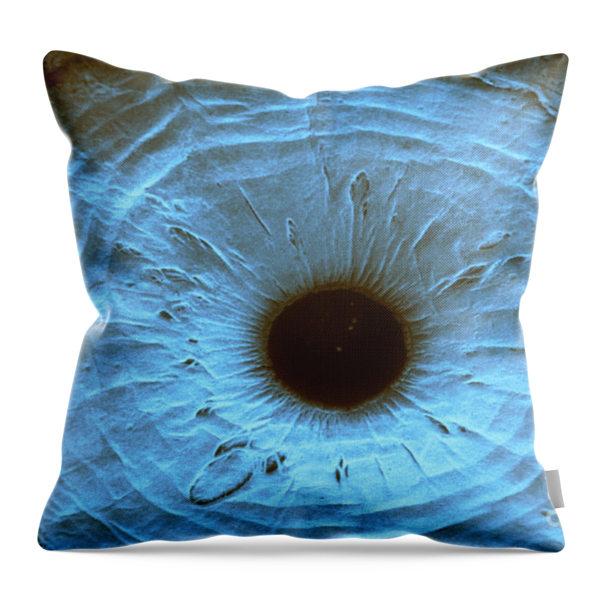Anterior Segment Throw Pillow featuring the photograph Anterior Surface Of Iris, Sem #1 by Ralph C. Eagle, Jr.