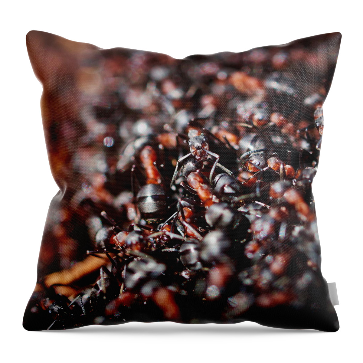 Finland Throw Pillow featuring the photograph Ants #1 by Jouko Lehto