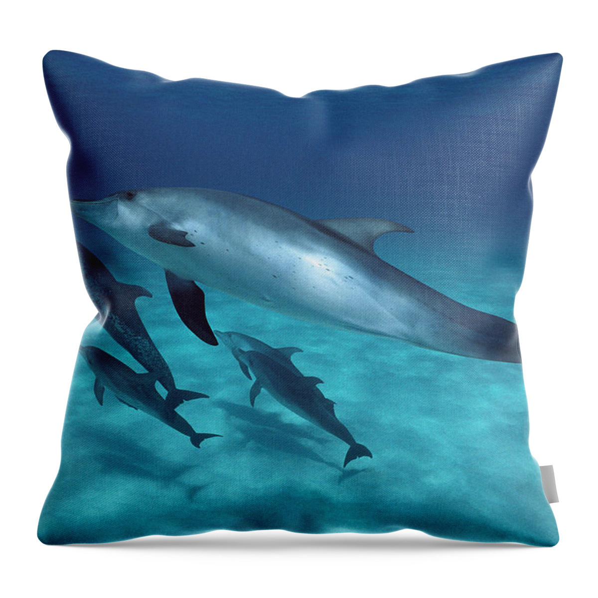 Feb0514 Throw Pillow featuring the photograph Atlantic Spotted Dolphin Pod Bahamas #1 by Flip Nicklin