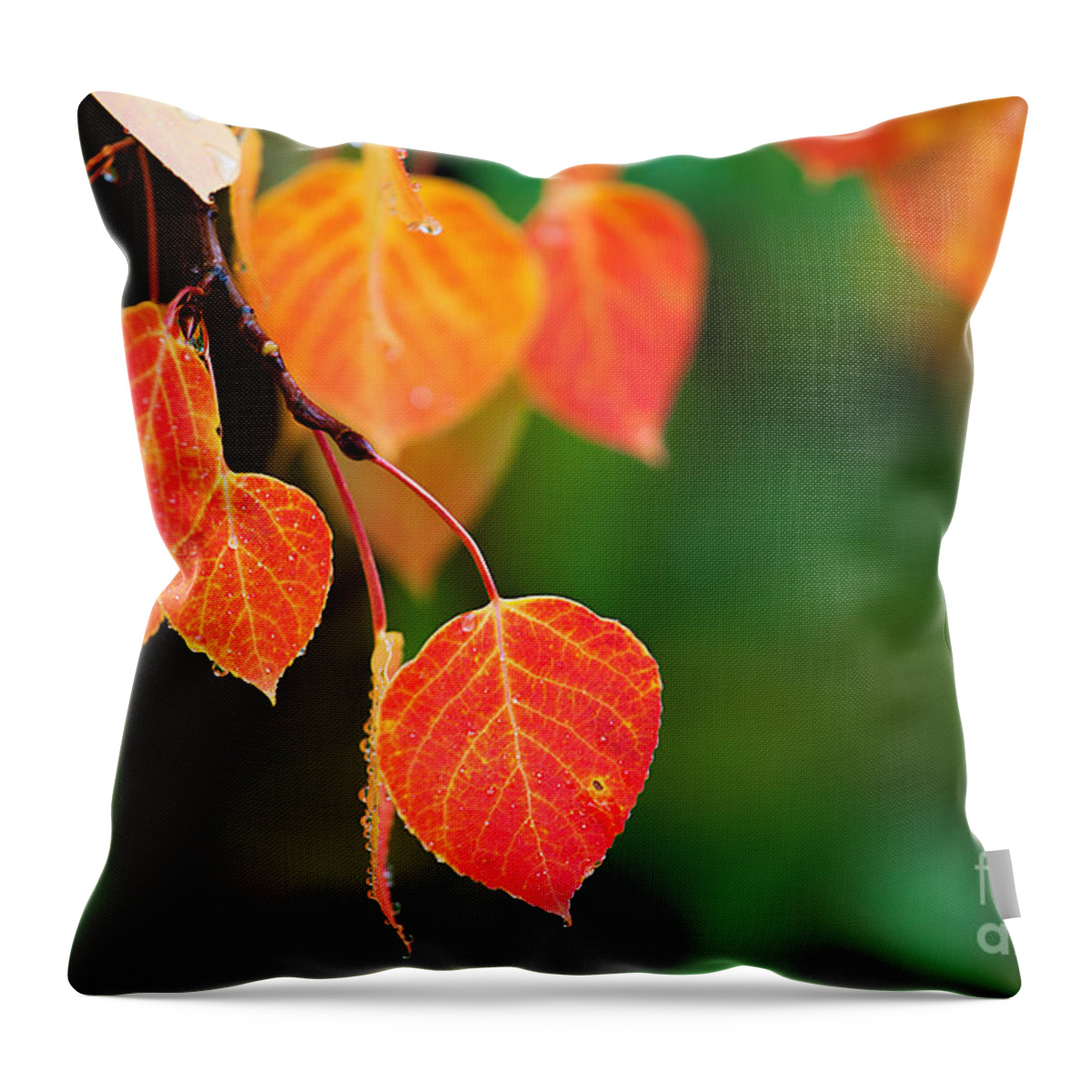 Autumn Colors Throw Pillow featuring the photograph Autumn Curtain #1 by Jim Garrison