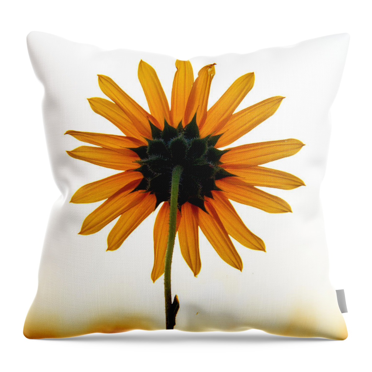 Sunflower Throw Pillow featuring the photograph Backside #1 by Robert Bales