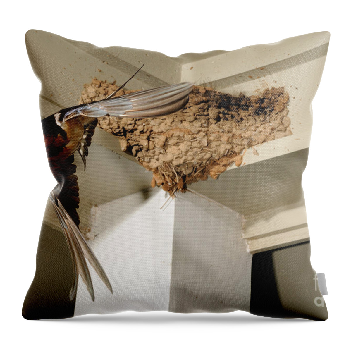 Barn Swallow Throw Pillow featuring the photograph Barn Swallow #1 by Scott Linstead