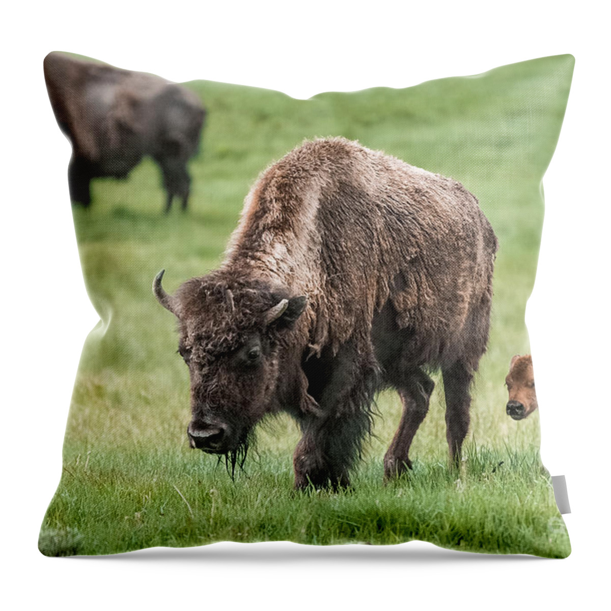 Al Andersen Throw Pillow featuring the photograph Bison And Calf #1 by Al Andersen