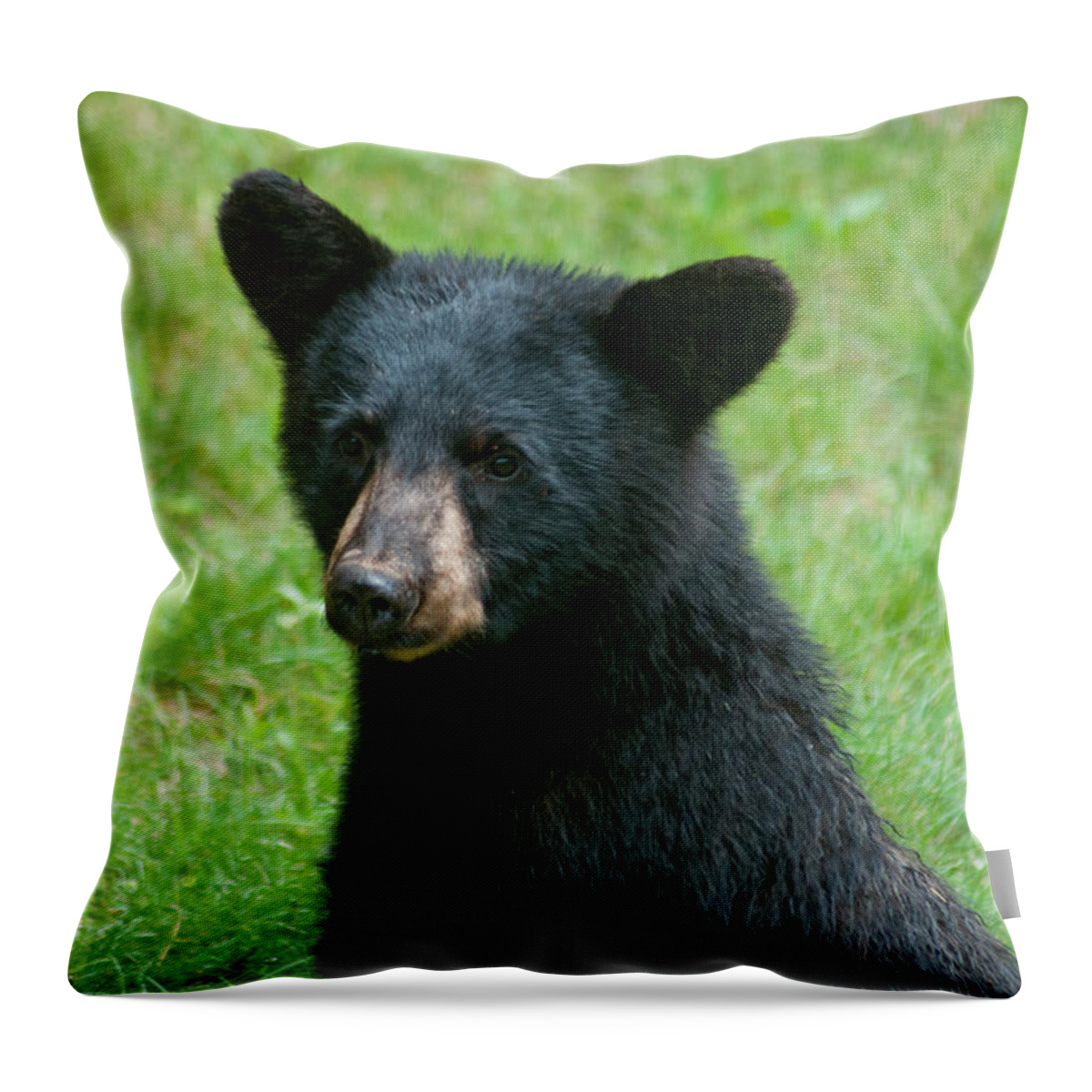 Black Bears Throw Pillow featuring the photograph Black Bear Cub #1 by Brenda Jacobs