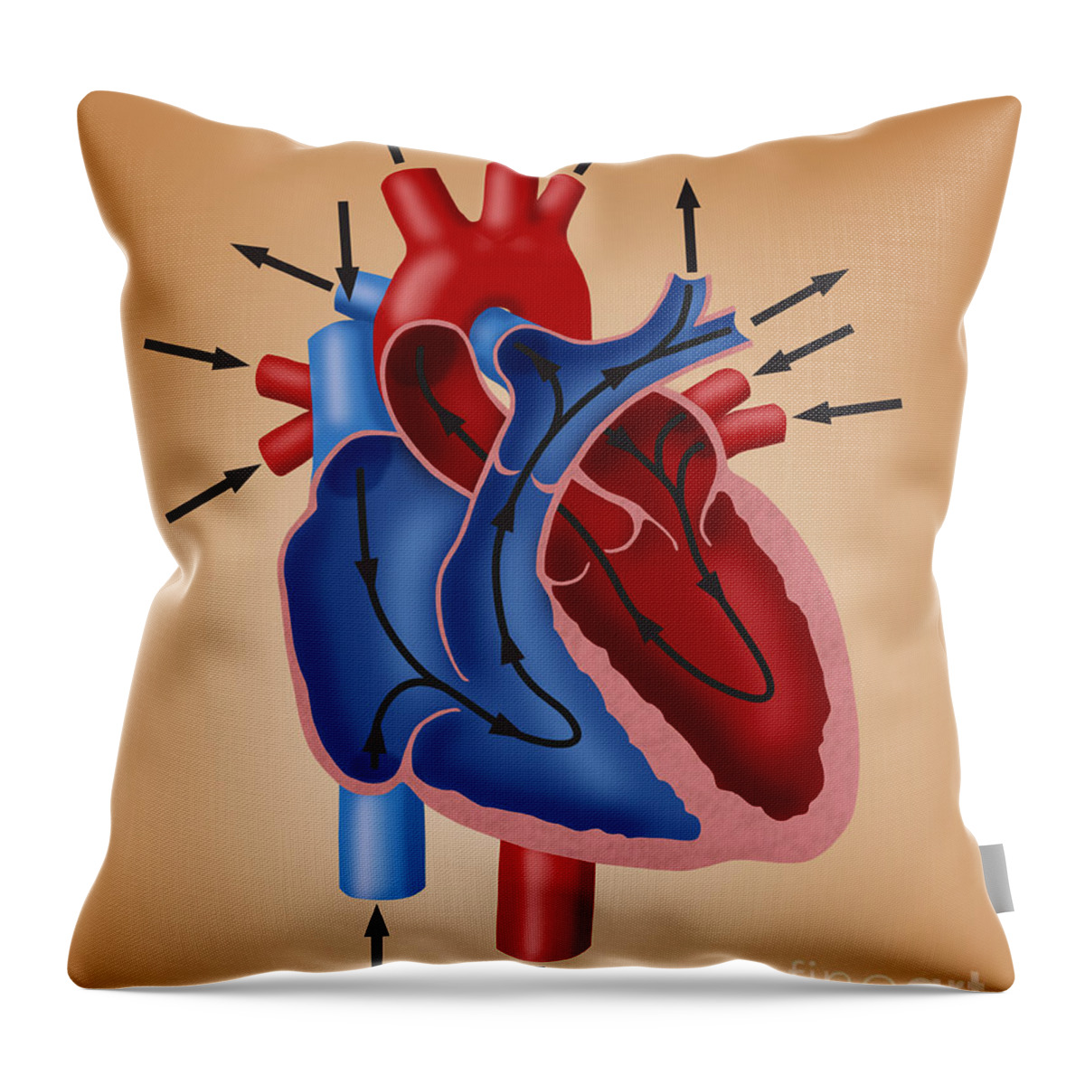 Anatomy Throw Pillow featuring the photograph Blood Flow Diagram #1 by Monica Schroeder / Science Source
