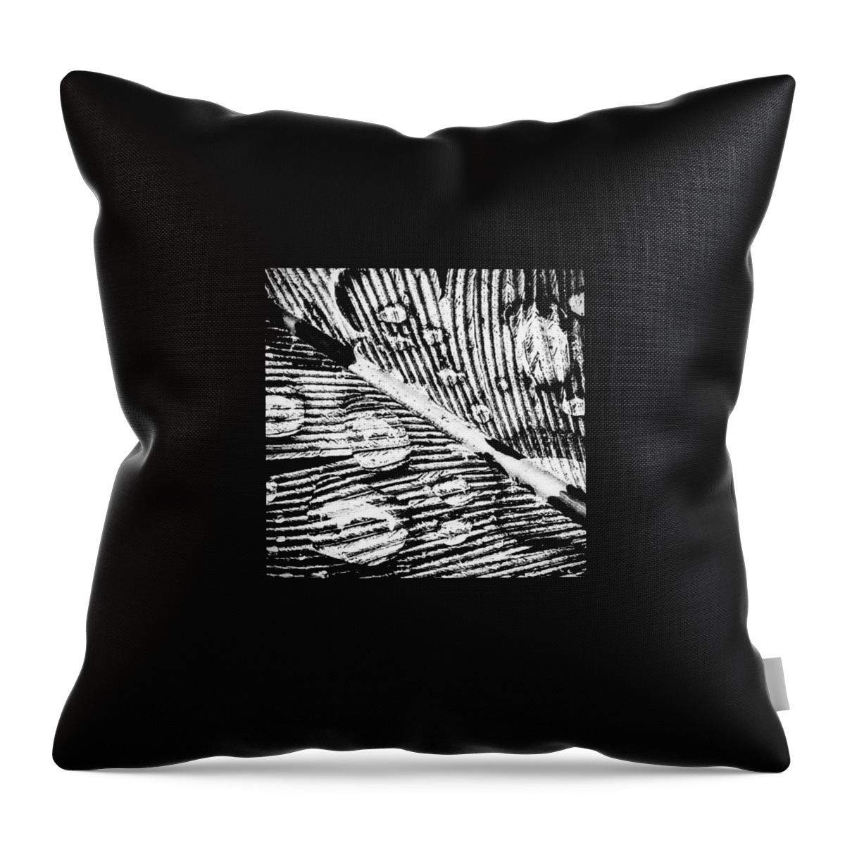 Beautiful Throw Pillow featuring the photograph Feather by Jason Roust