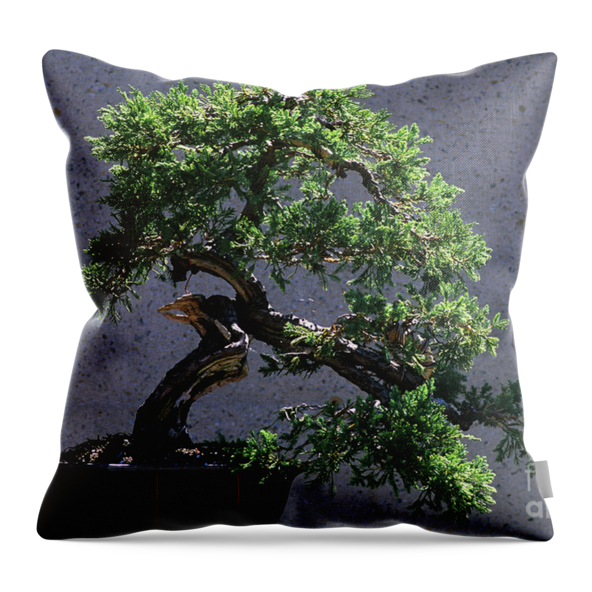 Creeping Juniper Bonsai Throw Pillow featuring the photograph Bonsai Tree #1 by J.C. Hurni