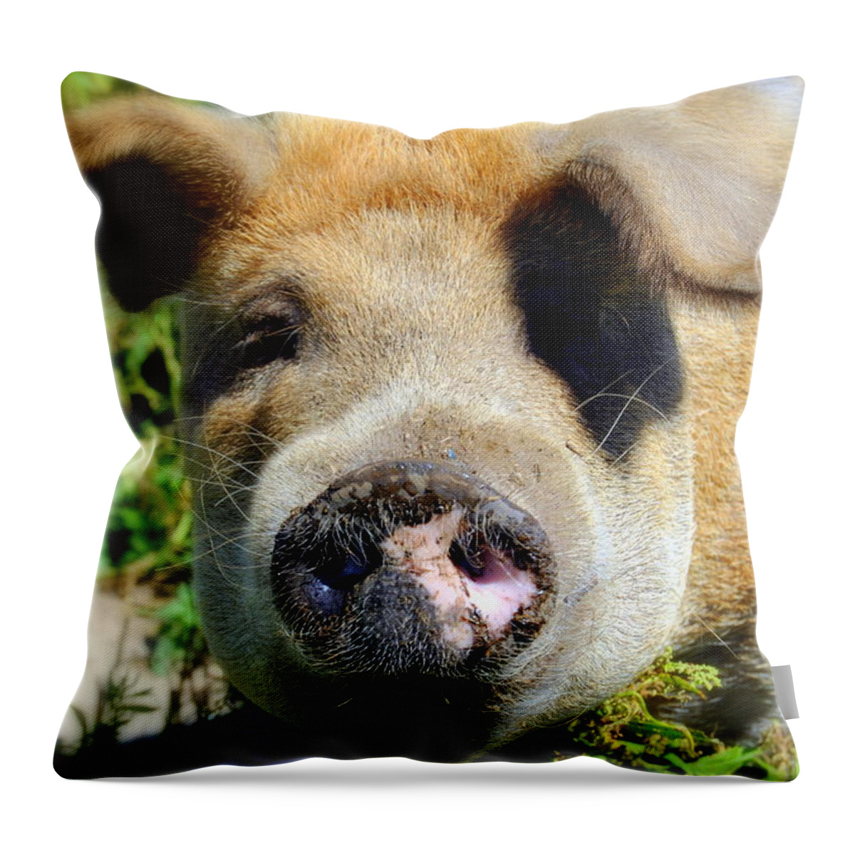 Pig Photos Throw Pillow featuring the photograph The Pig Brown Sugar by Marysue Ryan