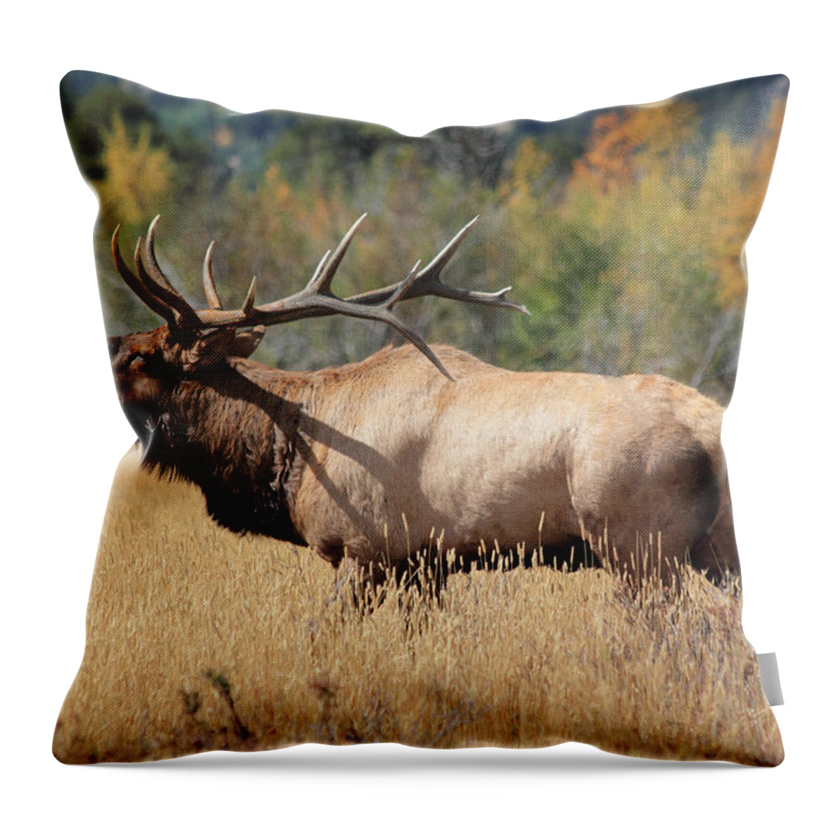 Bull Elk Throw Pillow featuring the photograph Bugling Bull #1 by Shane Bechler
