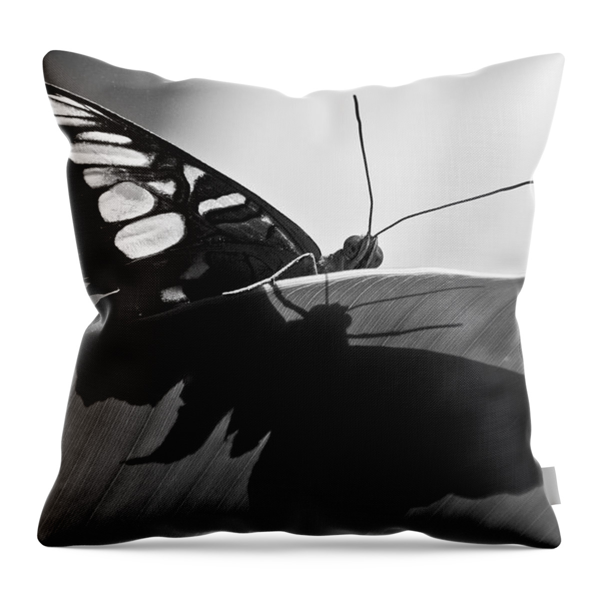 Butterfly Throw Pillow featuring the photograph Butterfly II #1 by Ron White