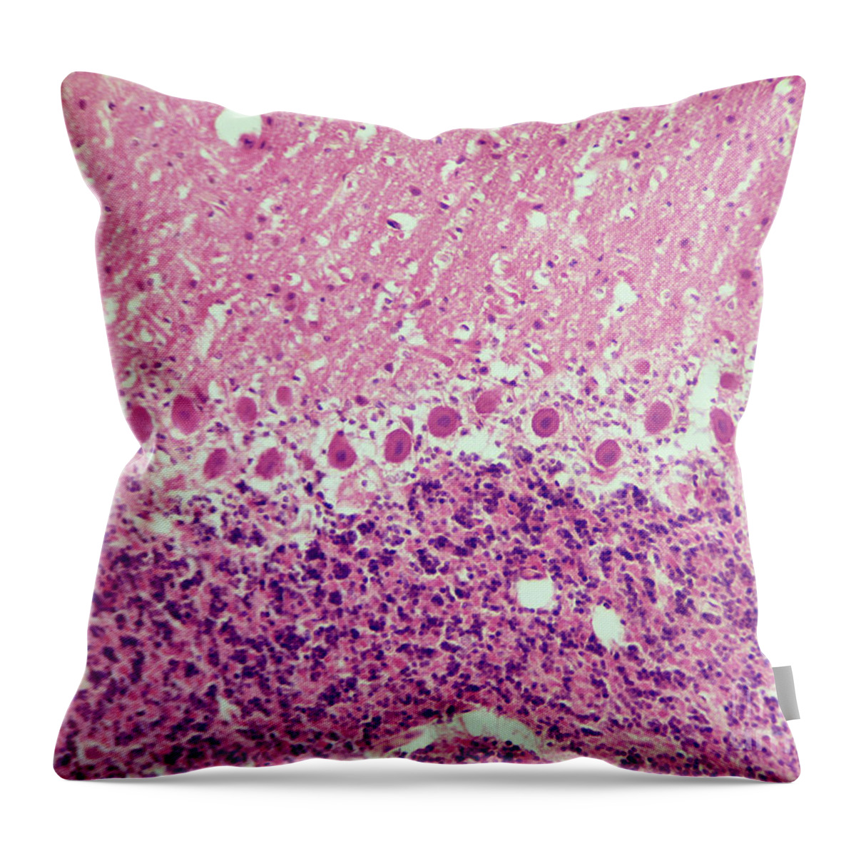 Science Throw Pillow featuring the photograph Cat Cerebellum, Lm #1 by Garry DeLong
