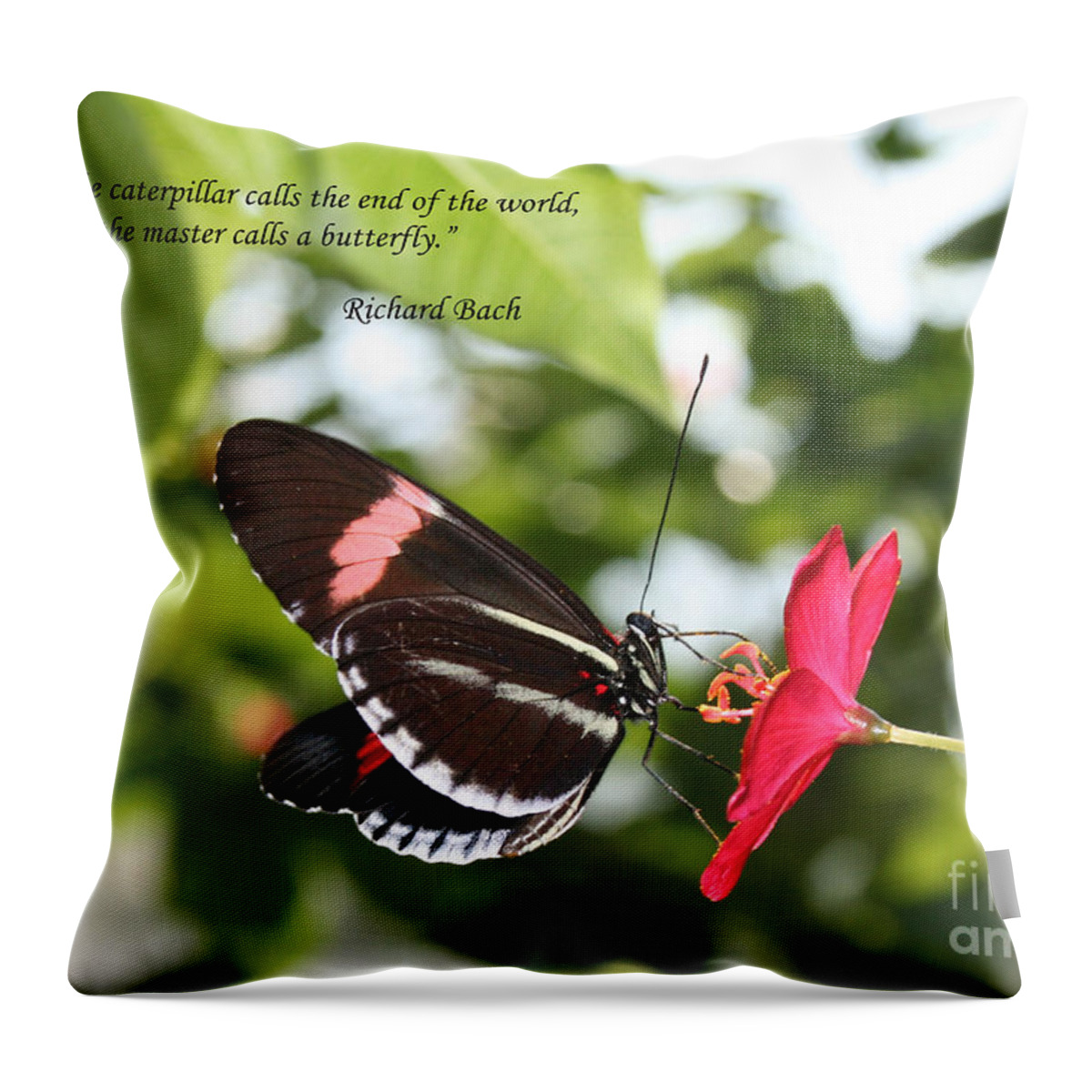 Insect Throw Pillow featuring the photograph Caterpiller to a Butterfly by Sandra Clark