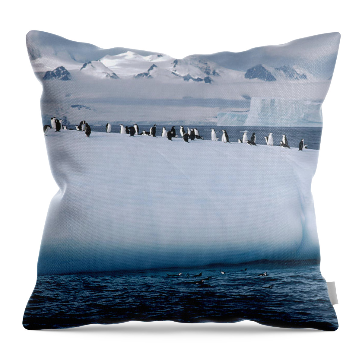 Feb0514 Throw Pillow featuring the photograph Chinstrap Penguins On Iceberg #1 by Flip Nicklin