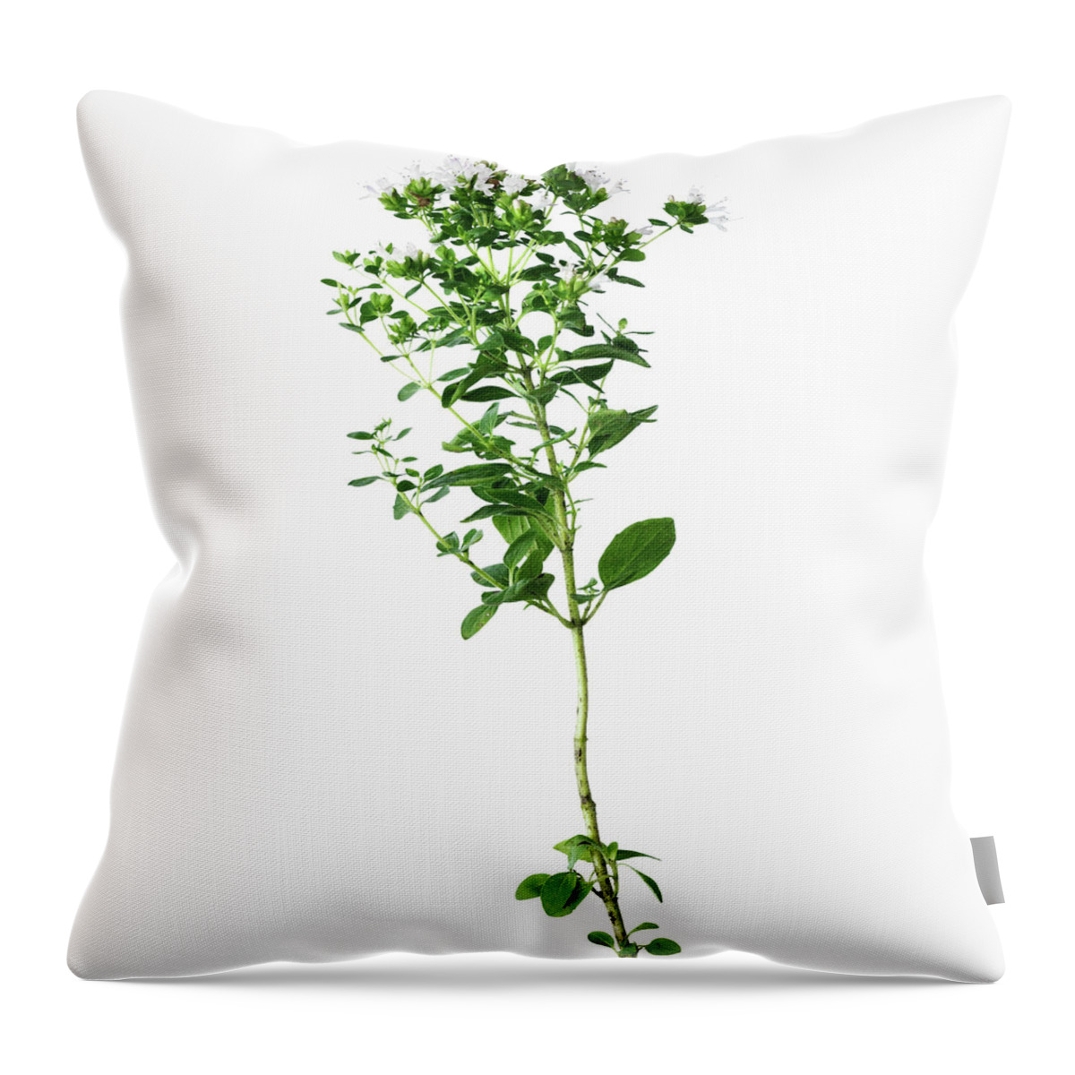 White Background Throw Pillow featuring the photograph Close Up Of Flower Stalk #1 by Lisbeth Hjort