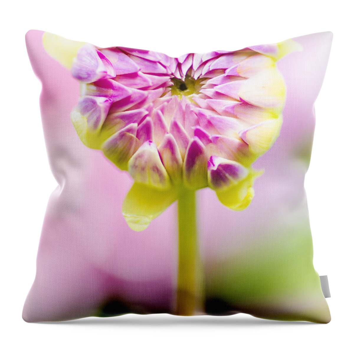 Dahlia Throw Pillow featuring the photograph Closed pink baby dahlia flower. Spring Blossom #1 by Jorgo Photography