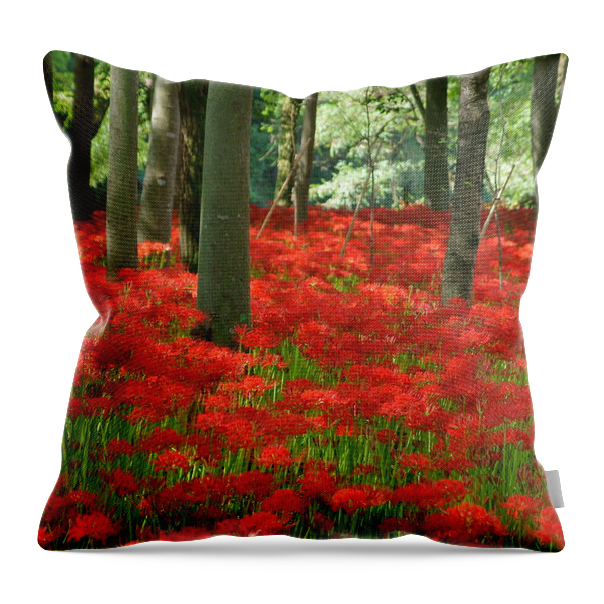 Large Group Of Objects Throw Pillow featuring the photograph Cluster Amaryllis #1 by Takeshi Ohtsuka