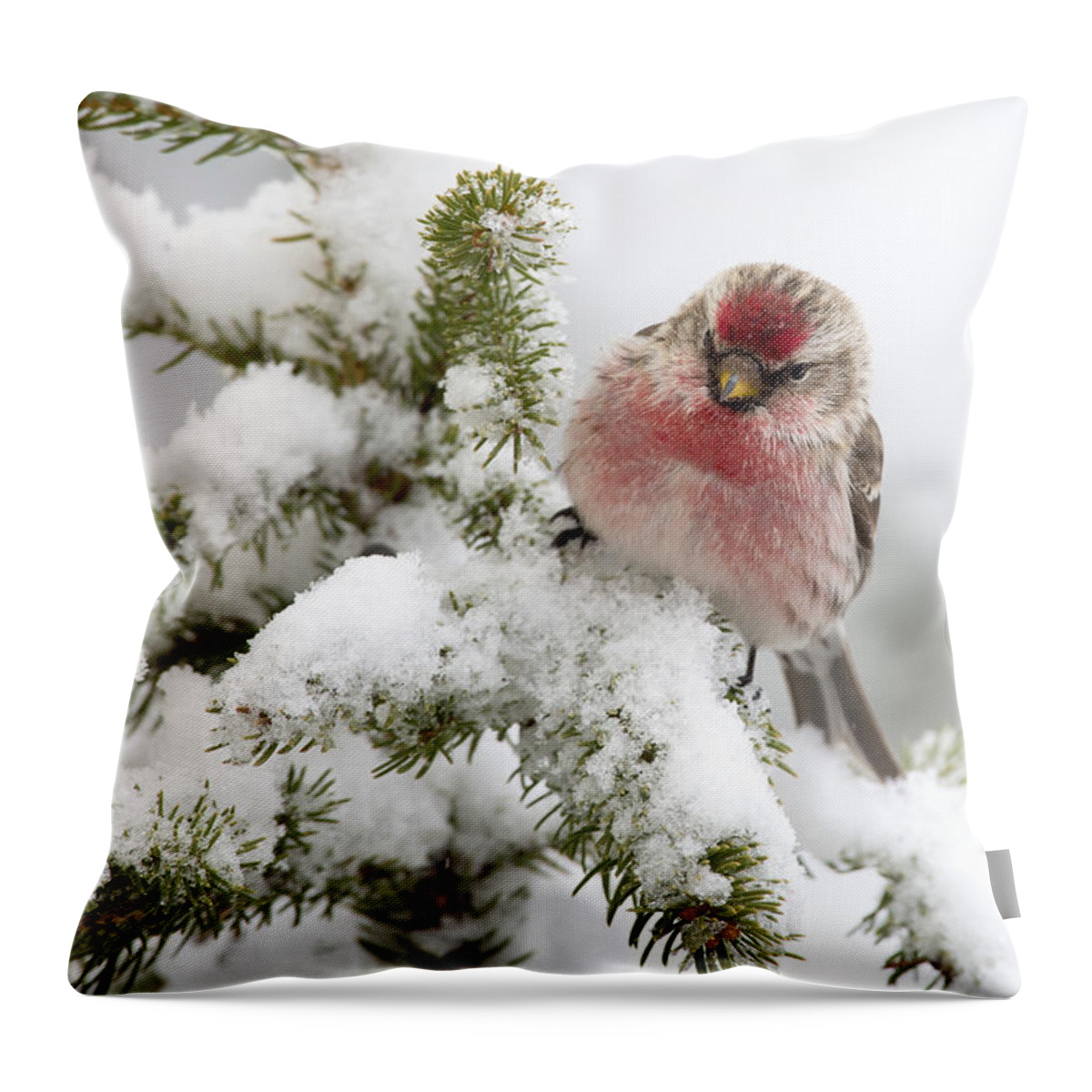 Feb0514 Throw Pillow featuring the photograph Common Redpoll Male Nova Scotia Canada #1 by Scott Leslie