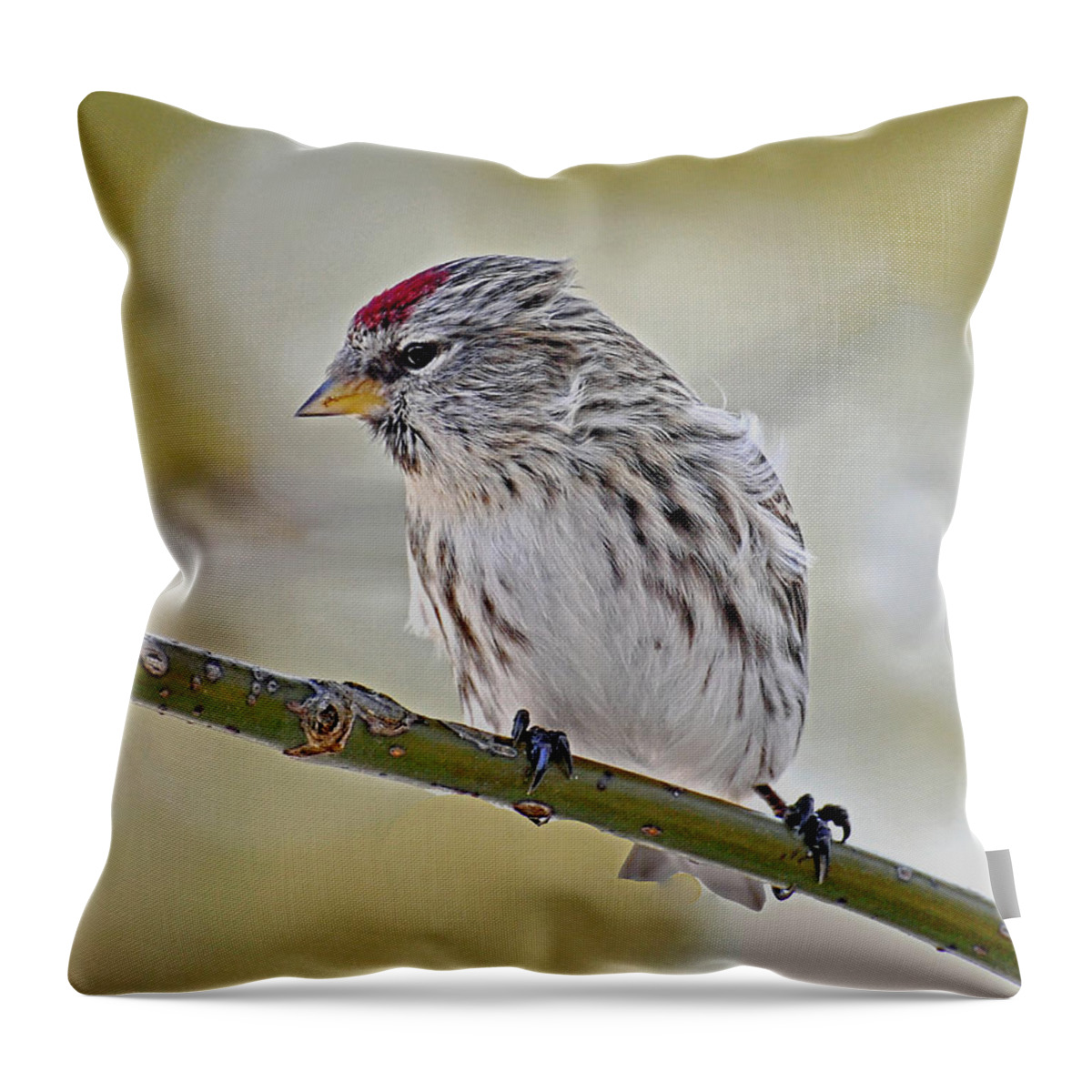 Bird Throw Pillow featuring the photograph Common Redpoll #1 by Rodney Campbell