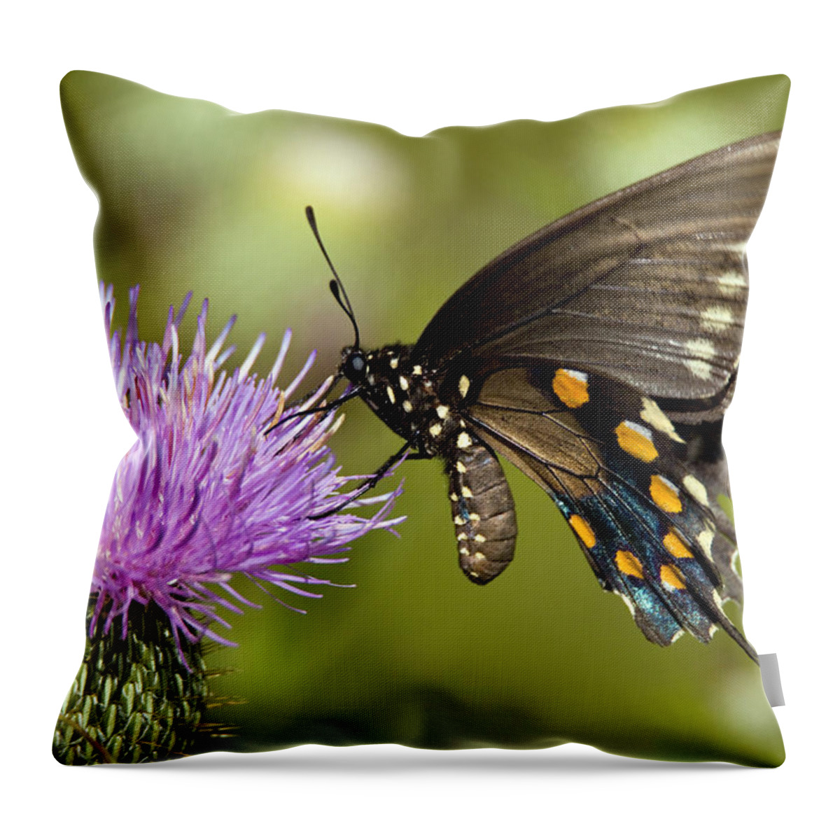 Rose Photographs Throw Pillow featuring the photograph Coneflower and Butterfly #1 by Vernis Maxwell